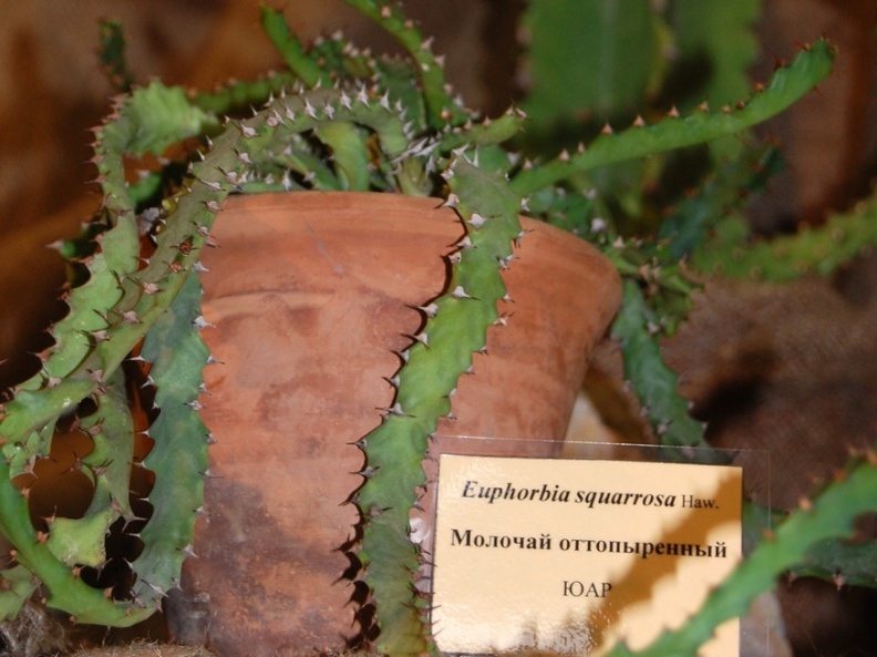 Euphorbia squarrosa Haw (96 відвідувань) Euphorbia squarrosa Haw