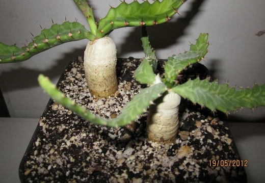 Euphorbia stellata (2594 відвідувань) Фото и растение Александра и Cергея Червинко (Винница)
... Euphorbia stellata