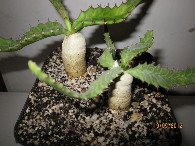 Euphorbia stellata (2594 відвідувань) Фото и растение Александра и Cергея Червинко (Винница)
... Euphorbia stellata