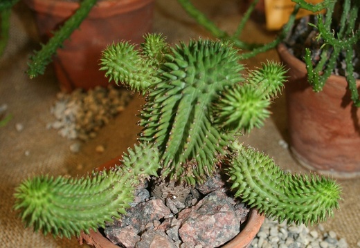 Euphorbia susannae