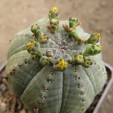 Euphorbia symmetrica