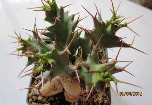Euphorbia tortirama (1777 відвідувань) Euphorbia tortirama