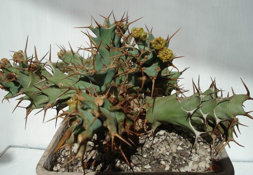 Euphorbia tortirama Smeyko FG