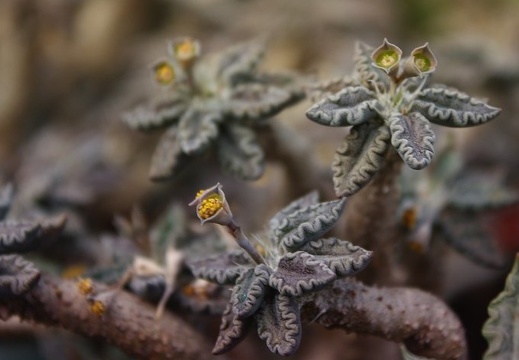 Euphorbia tulearensis (1652 відвідувань) Euphorbia tulearensis