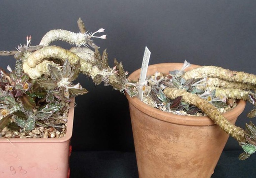 Euphorbia tulearensis Smeyko FG