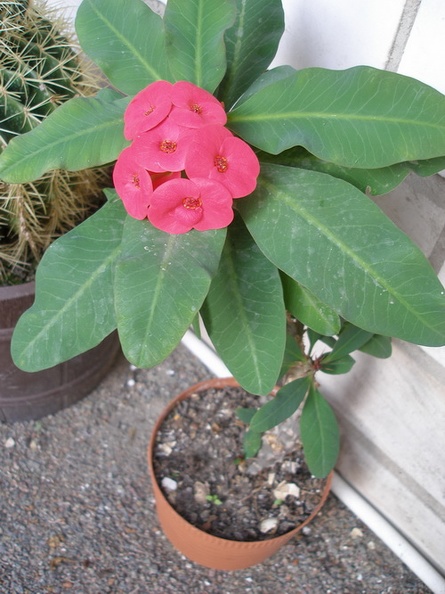 P1010078_01.JPG