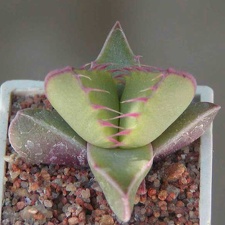 Faucaria tigrina Lynthon MG 1505.35 (2854 відвідувань) Фото и растение Натальи Эллис (Одесса)
Faucaria tigrina Lynthon MG 1505.35