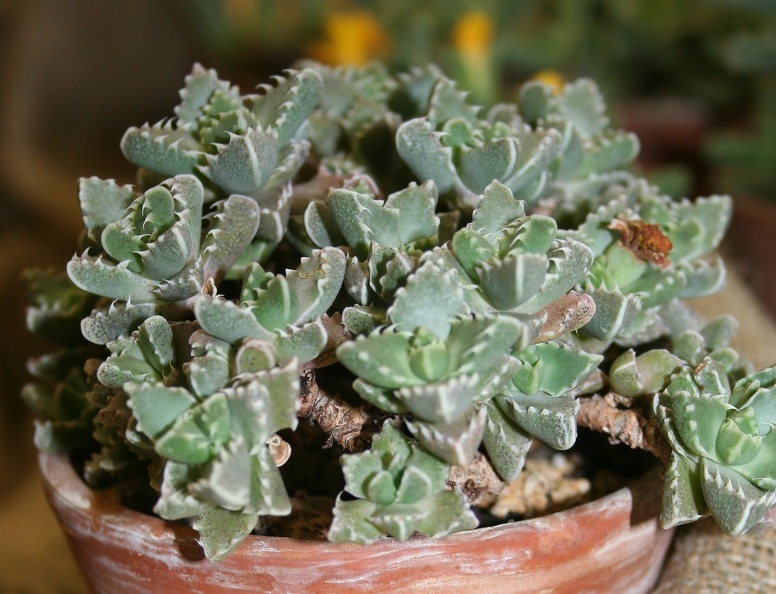 Faucaria_boscheana.JPG