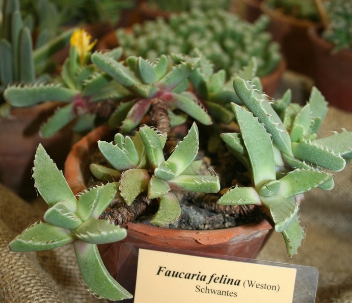 Faucaria_felina.JPG