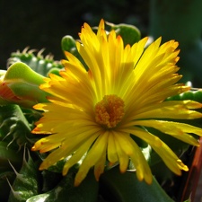 Faucaria tigrina (96 відвідувань) Faucaria tigrina