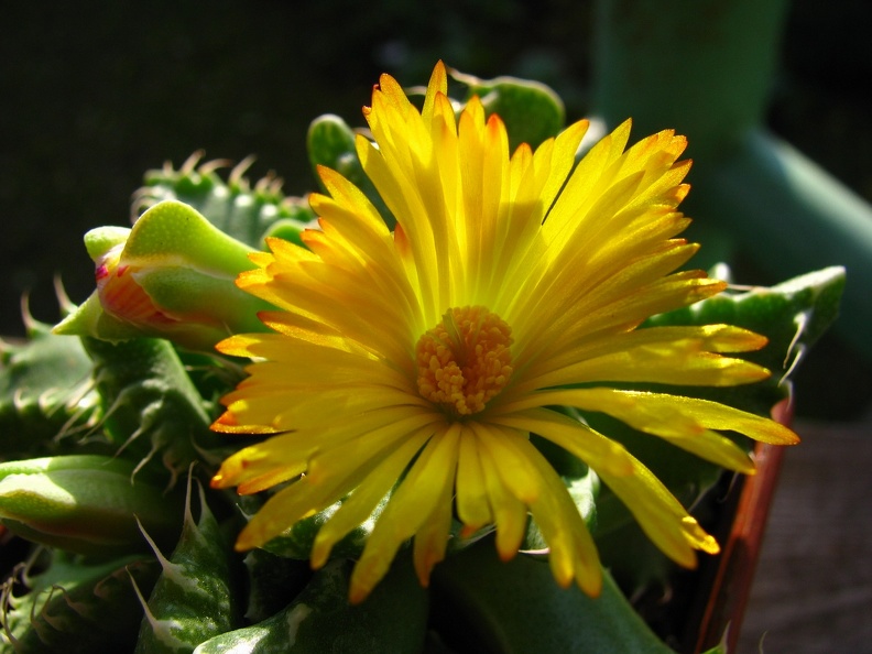 Faucaria tigrina (96 відвідувань) Faucaria tigrina
