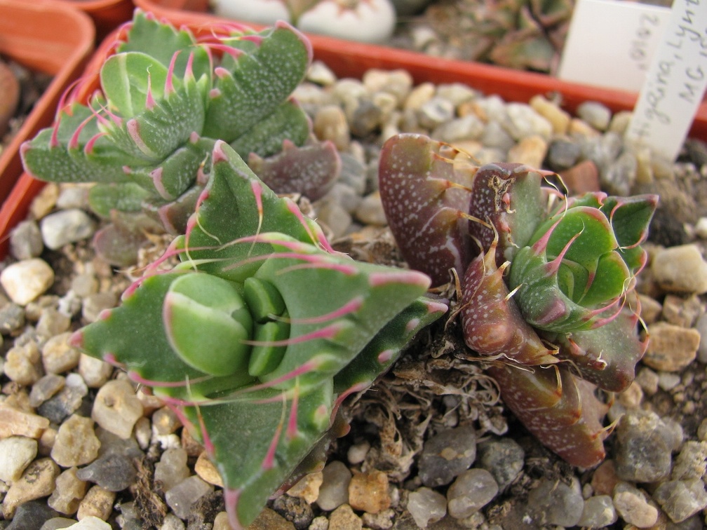 Faucaria tigrina 002 (1895 відвідувань) Faucaria tigrina 002