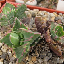 Faucaria tigrina 002 (1894 відвідувань) Faucaria tigrina 002