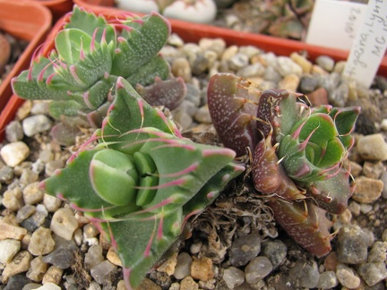 Faucaria tigrina 002 (1895 відвідувань) Faucaria tigrina 002