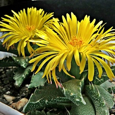 Faucaria tigrina 003 (1925 відвідувань) Faucaria tigrina 003