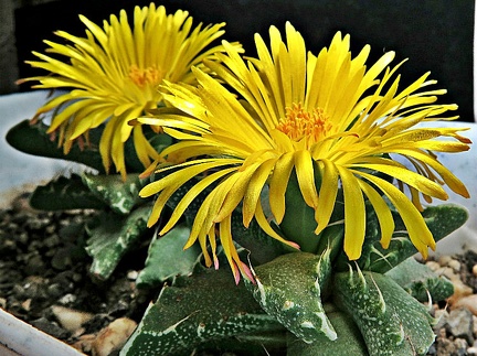 Faucaria tigrina 003 (1926 відвідувань) Faucaria tigrina 003