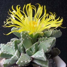 Faucaria tuberculosa1 B FG (1881 відвідувань) Faucaria tuberculosa1 B FG