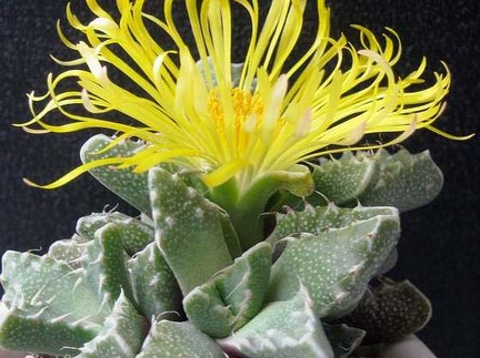 Faucaria tuberculosa1 B FG (1882 відвідувань) Faucaria tuberculosa1 B FG