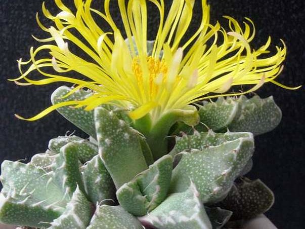 Faucaria tuberculosa1 B FG (1882 відвідувань) Faucaria tuberculosa1 B FG