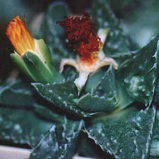 Faucaria tuberculosa (2687 відвідувань) Фото и растение Татьяны Кецко (Киев)
Faucaria tuberculosa