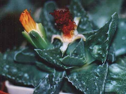 Faucaria tuberculosa (2687 відвідувань) Фото и растение Татьяны Кецко (Киев)
Faucaria tuberculosa
