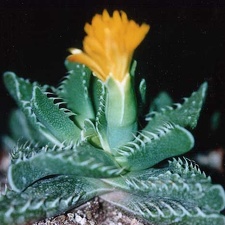 Faucaria tuberculosa (2693 відвідувань) Фото и растение Татьяны Кецко (Киев) Faucaria tuberculosa