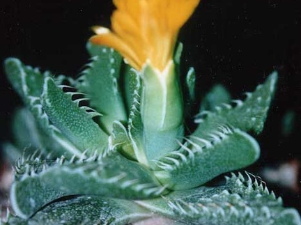 Faucaria tuberculosa (2693 відвідувань) Фото и растение Татьяны Кецко (Киев) Faucaria tuberculosa