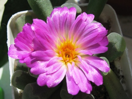 Frithia pulchra Krup FG (2043 відвідувань) Frithia pulchra Krup FG