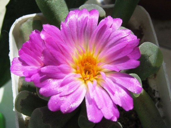 Frithia pulchra Krup FG (2042 відвідувань) Frithia pulchra Krup FG