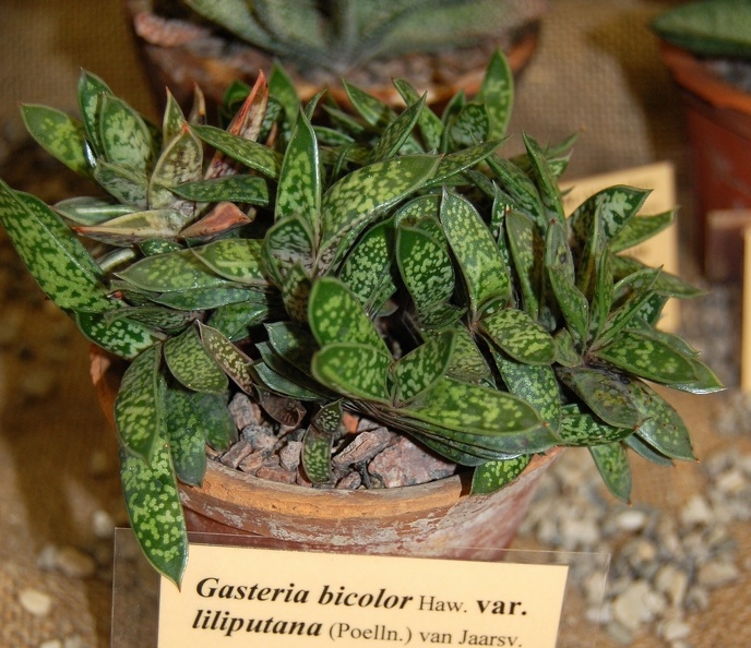 Gasteria_bicolor__var__liliputana.jpg