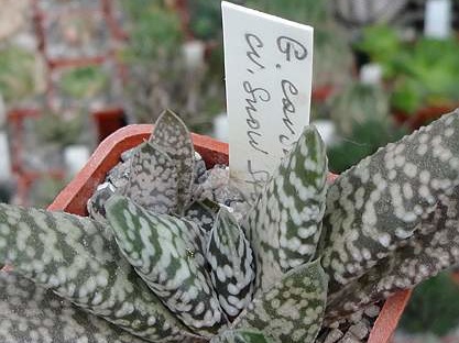 Gasteria carinata cv Snow storm (2212 відвідувань) Gasteria carinata cv Snow storm
