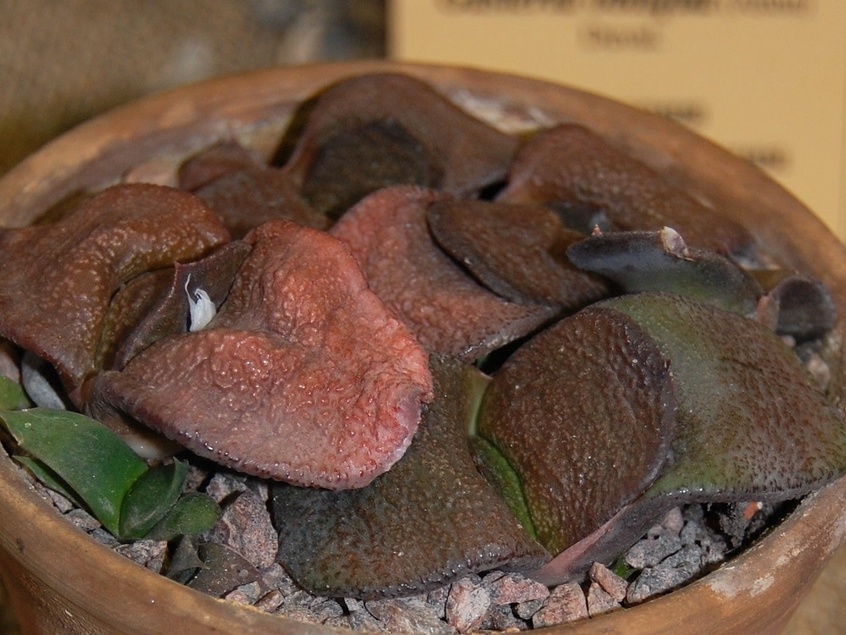 Gasteria nitida var armstrongii (2213 відвідувань) Gasteria nitida var armstrongii