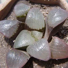 Haworthia bayeri hybr. (2653 відвідувань) Фото и растение Натальи Эллис (Одесса)
Haworthia bayeri hybr.