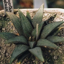 Haworthia koelmaniorum (2939 відвідувань) Фото и растение Александра и Сергея Червинко (Винница)... Haworthia koelmaniorum