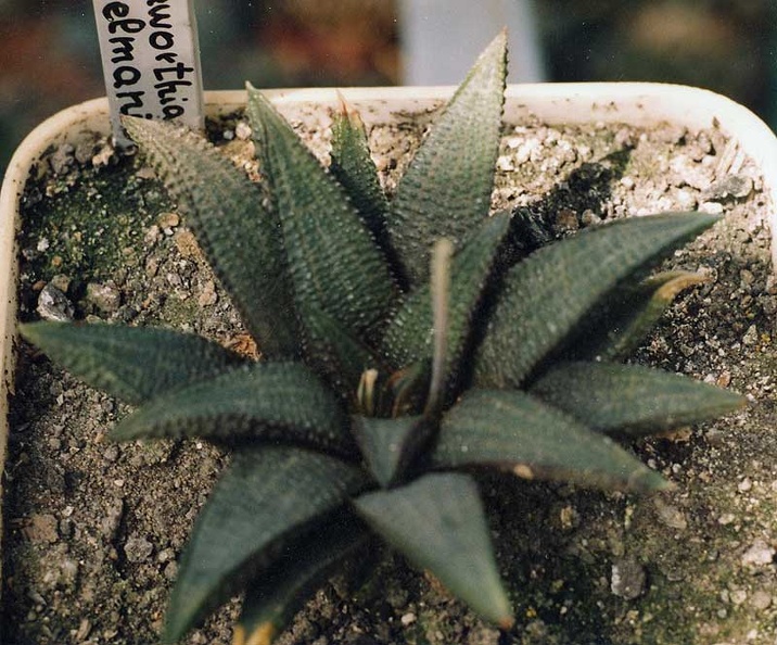 Haworthia-coelmaniorum.jpg