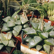 Haworthia comptoniana (3185 відвідувань, 1 коментар) Фото и растение Александра и Сергея Червинко (Винница)... Haworthia comptoniana