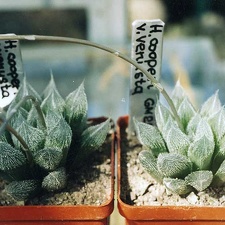 Haworthia cooperi v. venusta (2882 відвідувань) Фото и растения Александра и Сергея Червинко (Винница)... Haworthia cooperi v. venusta
