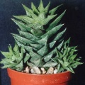 Haworthia сassytha