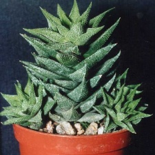 Haworthia сassytha (727 відвідувань) Фото и растение Татьяны Кецко (Киев)
Haworthia сassytha