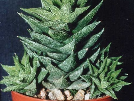 Haworthia сassytha (727 відвідувань) Фото и растение Татьяны Кецко (Киев)
Haworthia сassytha