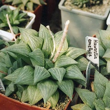 Haworthia emelyae (2589 відвідувань) Фото и растение Александра и Сергея Червинко (Винница)... Haworthia emelyae