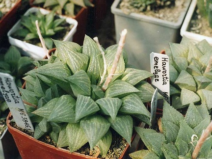 Haworthia emelyae (2591 відвідувань) Фото и растение Александра и Сергея Червинко (Винница)... Haworthia emelyae