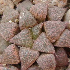 Haworthia emelyae (японская селекция) (2628 відвідувань) Фото и растение Натальи Эллис (Одесса)
Haworthia emelyae (японская селекция)
