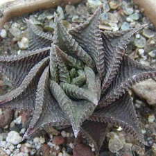 Haworthia limifolia (2664 відвідувань) Фото и растение Натальи Эллис (Одесса)
Haworthia limifolia