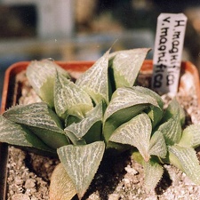 Haworthia magnifica v. magnifica (2592 відвідувань) Фото и растение Александра и Сергея Червинко (Винница)... Haworthia magnifica v. magnifica