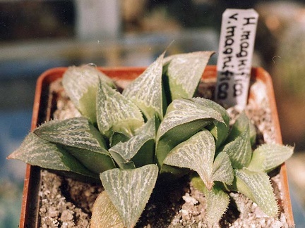 Haworthia magnifica v. magnifica (2595 відвідувань) Фото и растение Александра и Сергея Червинко (Винница)... Haworthia magnifica v. magnifica