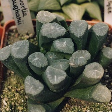 Haworthia maughanii (2567 відвідувань) Фото и растение Александра и Сергея Червинко (Винница)... Haworthia maughanii