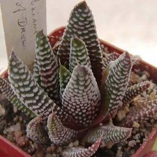 Haworthia minima (2586 відвідувань) Фото и растение Натальи Эллис (Одесса)
Haworthia minima