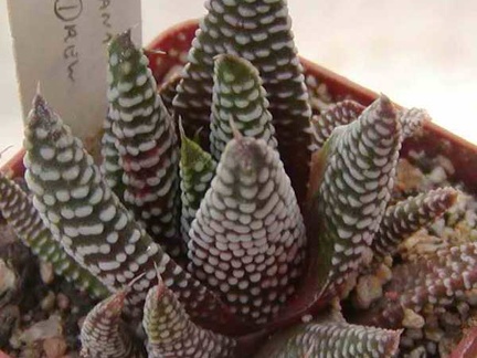 Haworthia minima (2588 відвідувань) Фото и растение Натальи Эллис (Одесса)
Haworthia minima
