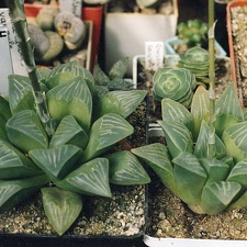 Haworthia mutica (2600 відвідувань) Фото и растения Александра и Сергея Червинко (Винница)... Haworthia mutica